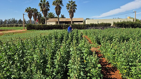 Weather sensitive irrigation